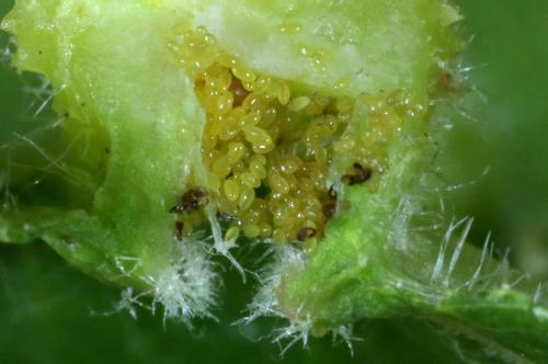 Daktulosphaira vitifoliae